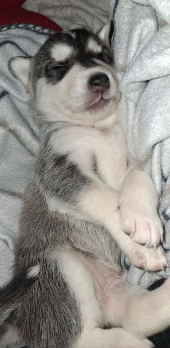 Husky, mieszańce do oddania za tydzień!