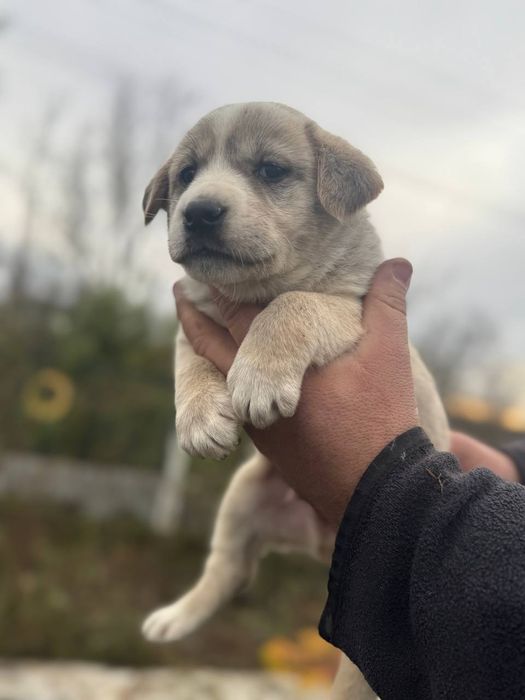 Цуцинята Лабладора