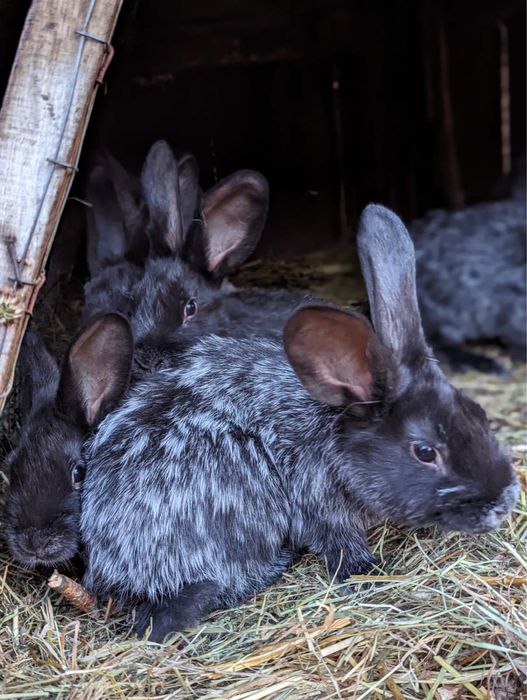 Кролі різного віку різних порід