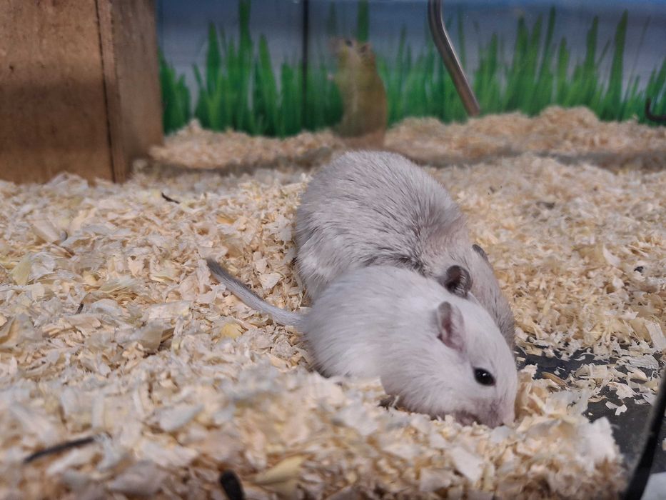 Kolorowe myszoskoczki