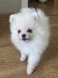 Szpic miniaturowy pomeranian