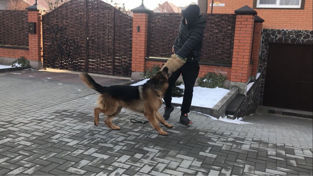 Німецька вівчарка, вязка