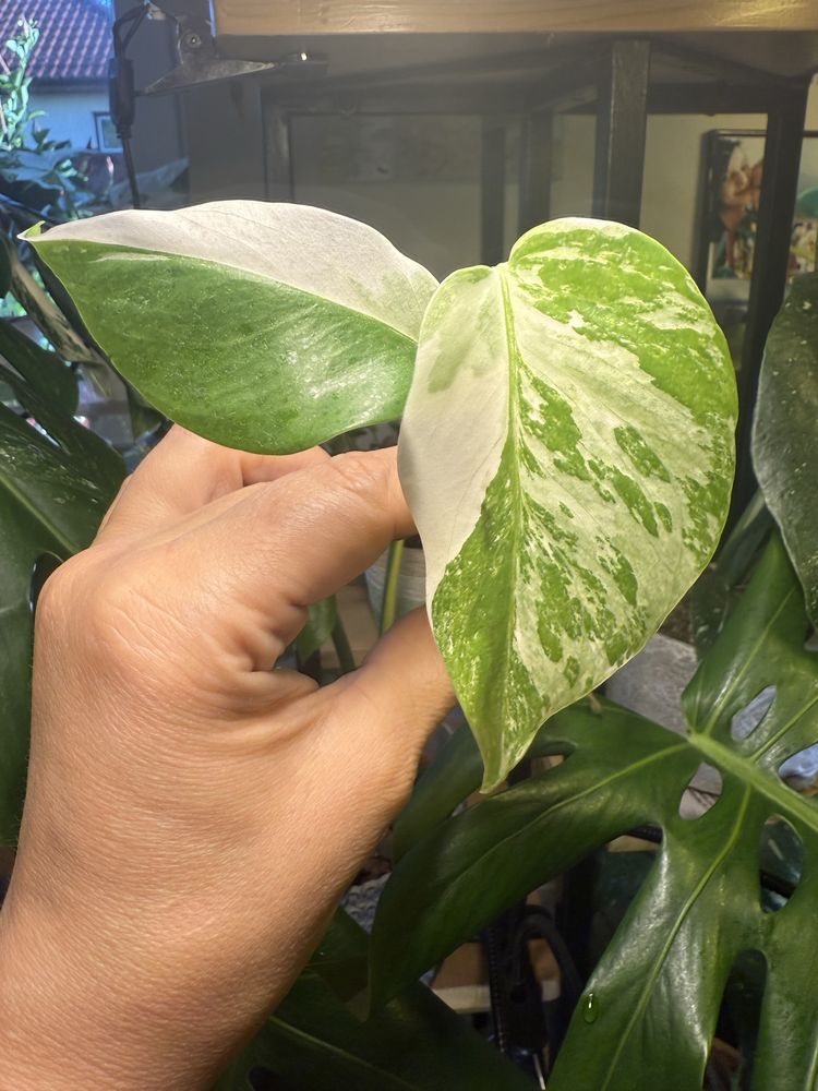 Monstera variegata 'Half Moon'