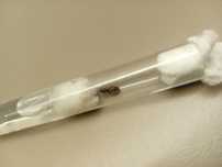 Królowa mrówek lasius niger