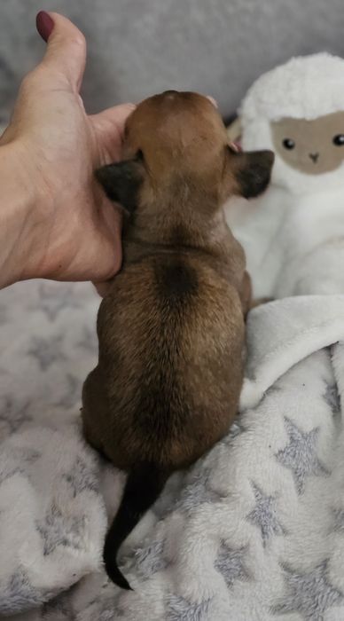 Chihuahua -chłopczyk