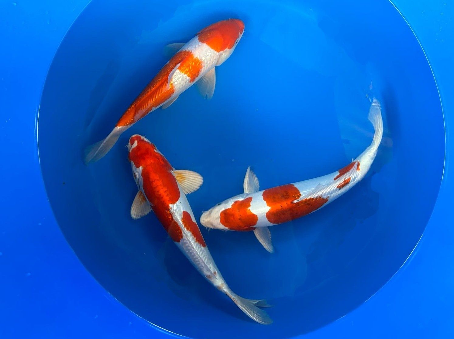 Karpie KOI - bajecznie kolorowe japońskie ryby!