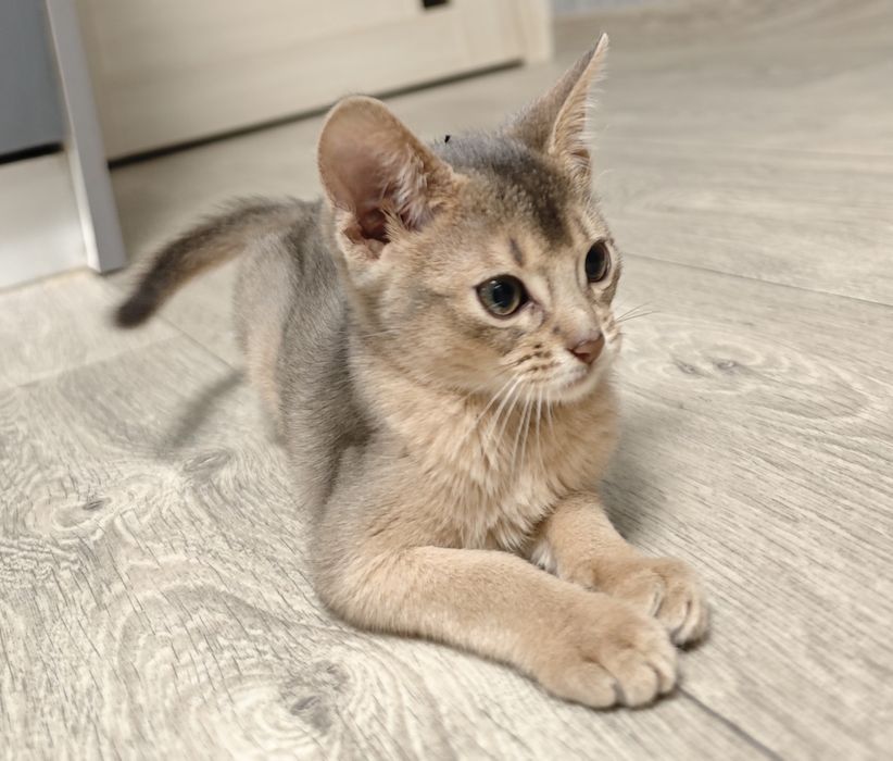 Продам абиссинских котят