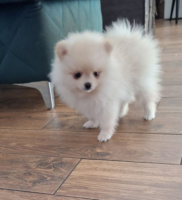 Pomeranian szpic miniaturowy