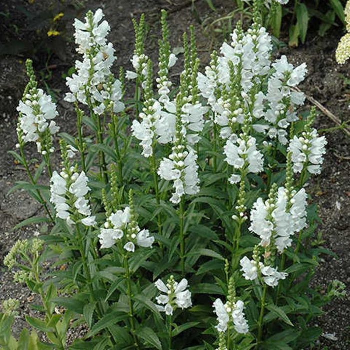 Хости, кам'яні рози, седуми, брунера, фізостегія та багато інших