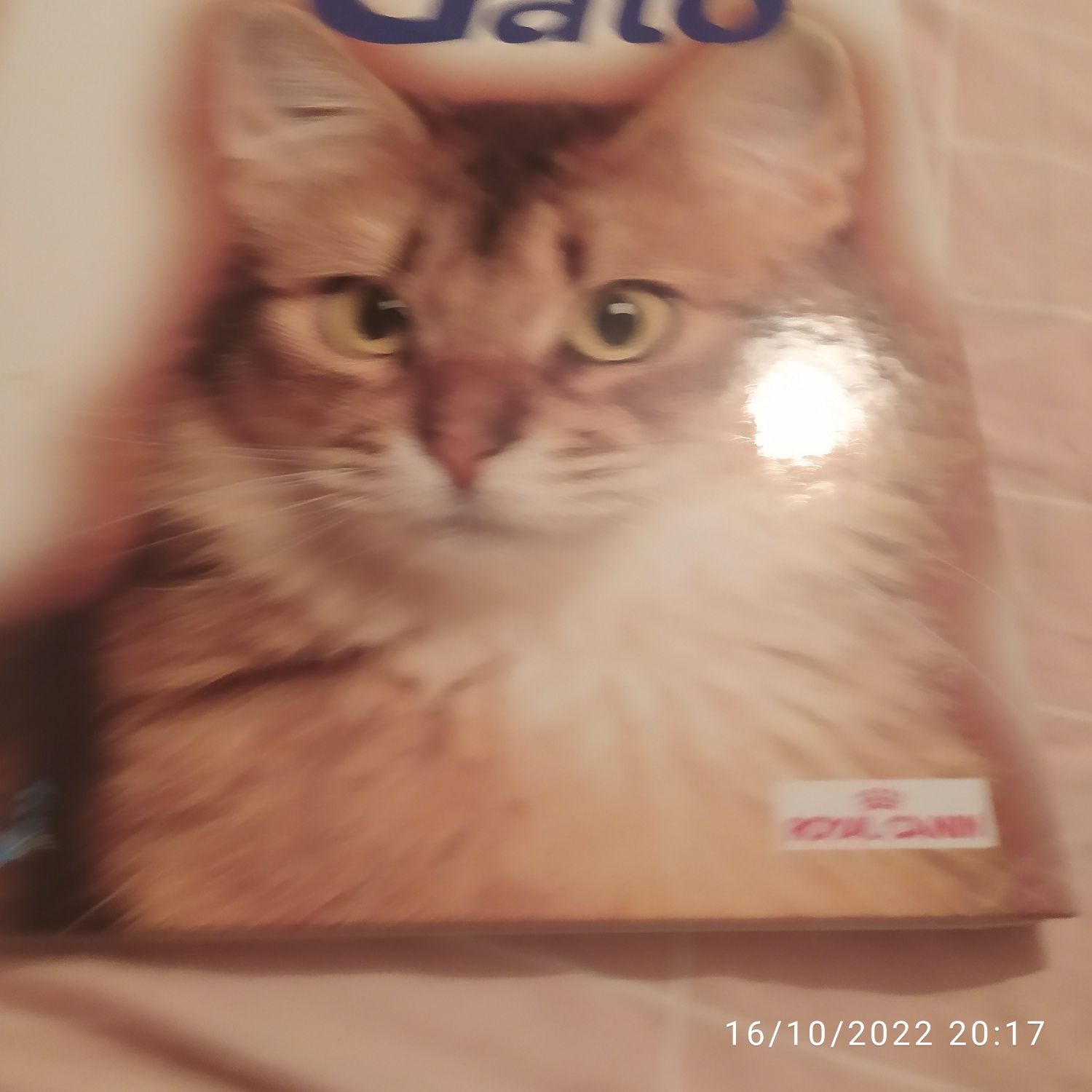 Livro sobre raças de gatos