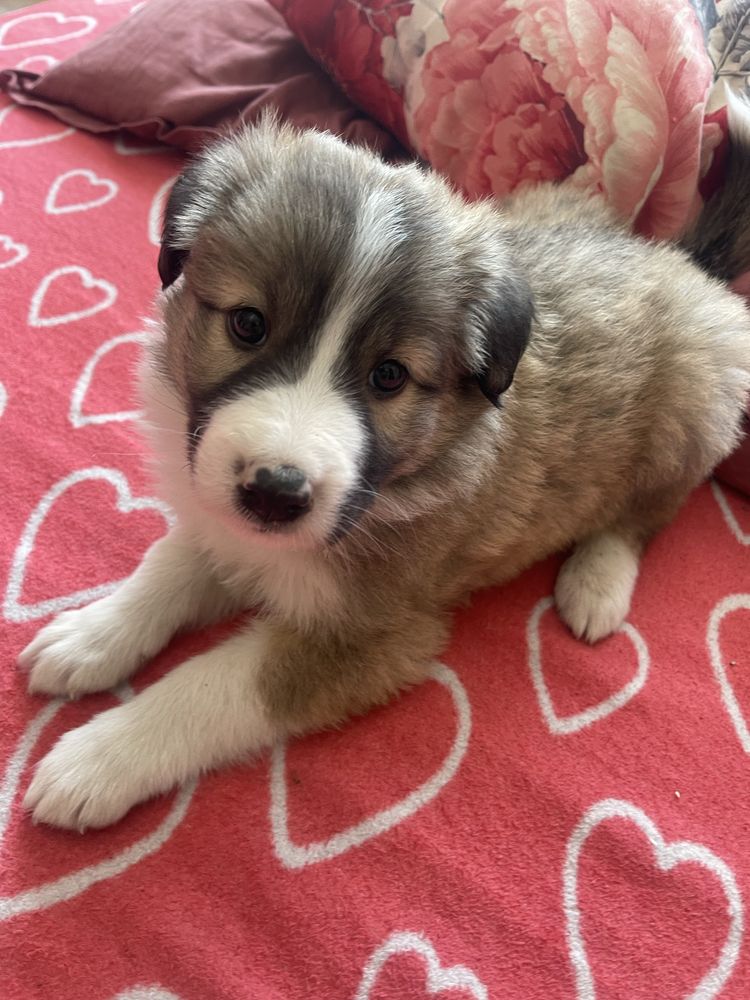 Border collie- suczka