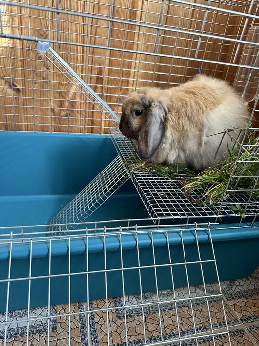Отдам кролика безкоштовно