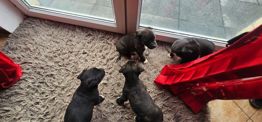 Oddam za darmo Pieski mam pięć szt.