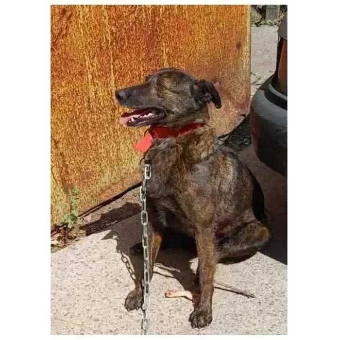 Собака Беттi у добрi руки