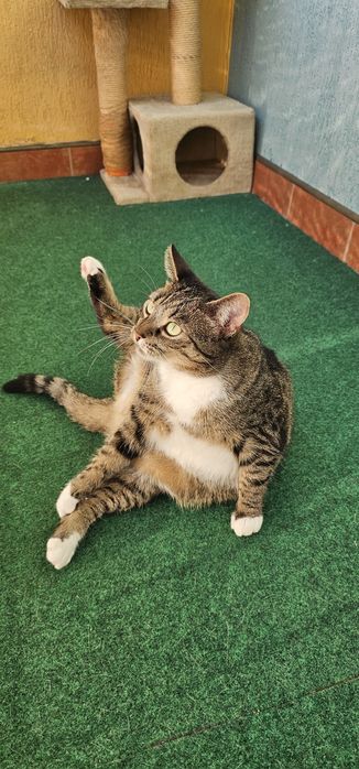 Cicha kotką i nie rysuje mebli