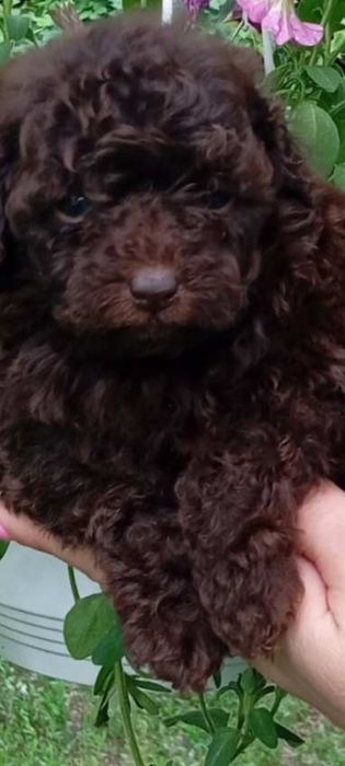Щенки Шоколадный Пудель