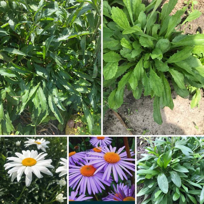 Многолетние цветы