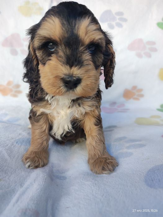 Cockapoo Doll unikatowa uroda Suczka