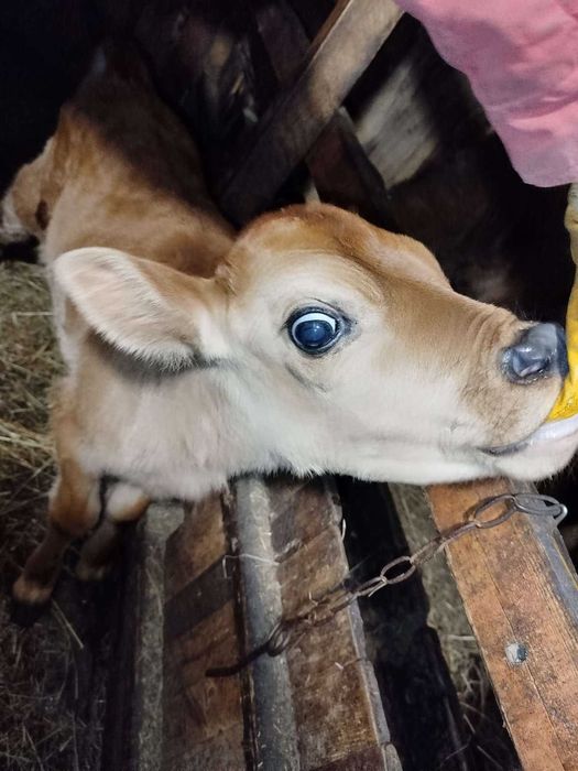 Бичок молодий від Джерсейської породи
