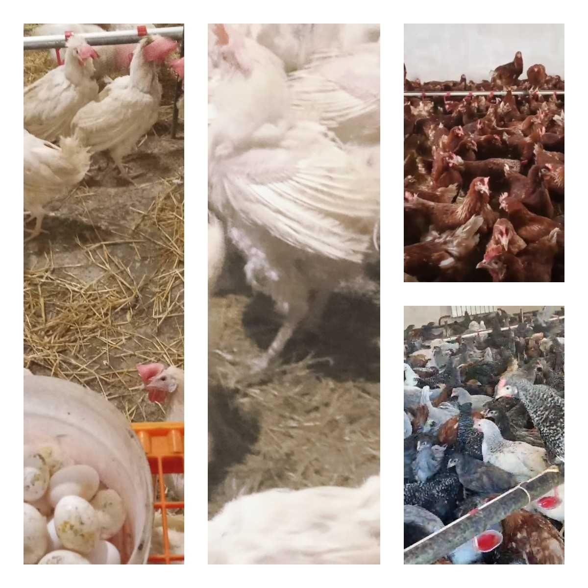 Продам кури несушки! Доставка безкоштовна. Карлівка!