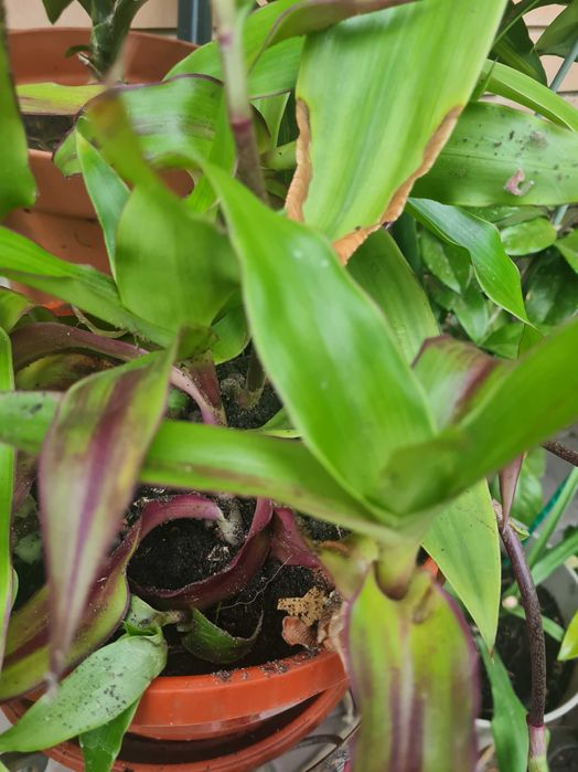 Золотой ус (лат. Callisia fragrans), або каллізія душиста