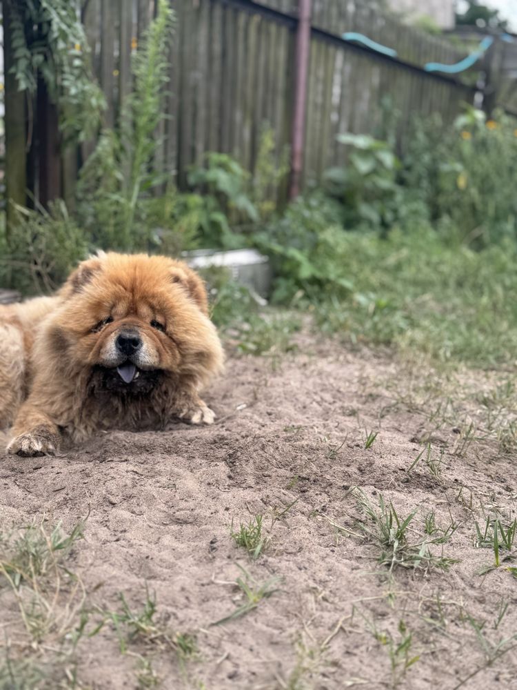 suczka chow chow