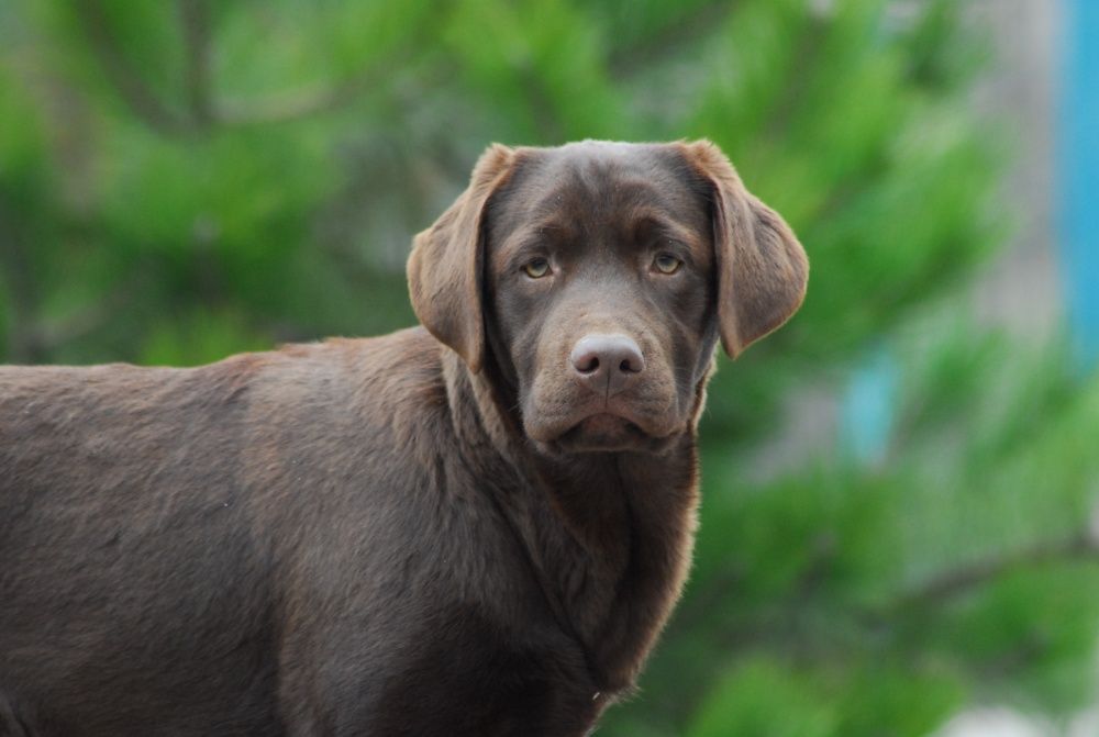 Puppy Labrador Retriever !