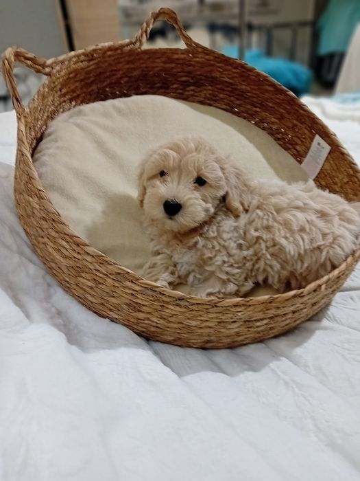 Maltipoo ,Maltańczyk  & Pudel toy ,piesek mini