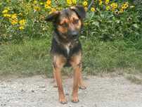 Malcolm - psiak do adopcji
