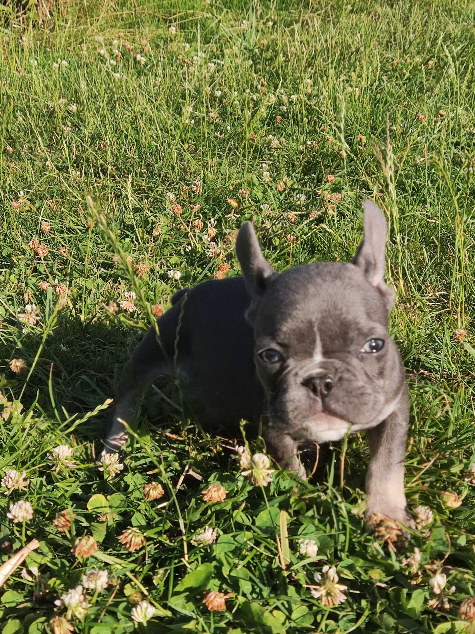 Buldog francuski