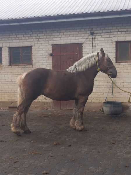 Zmieni właściciela