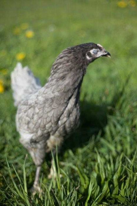 Kura nioska Rosa odchowane dowóz gratis