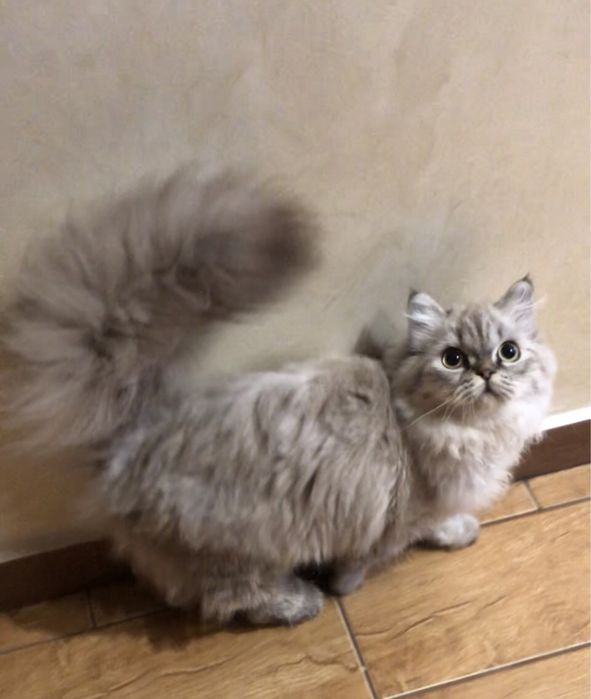 Страйт  котёнок девочка