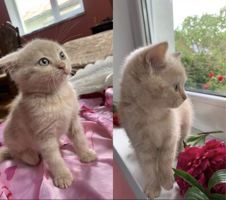 Продаються чистокровні лілові британці