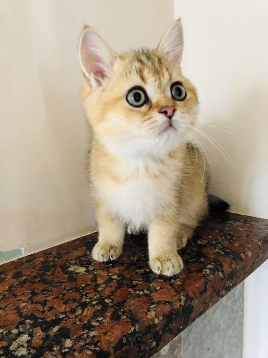 Шотландский золотой мальчик. Купить в Киеве в Украине. Питомник.