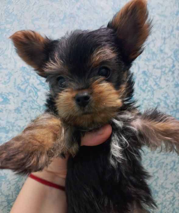 йорчик міні міні