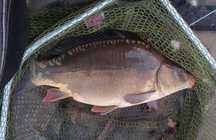 Karp żywy tarlak 2-6kg