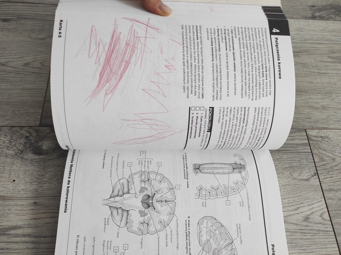 Anatomia Netter do kolorowania