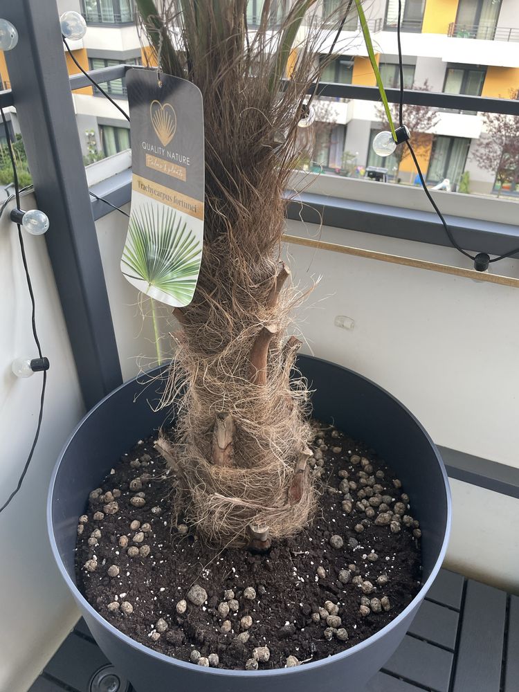 Palma Trachycarpus fortunei