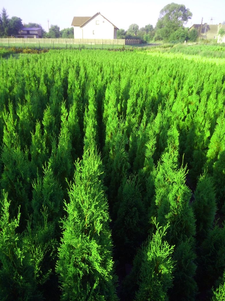 Wysoka tuja szmaragd od producenta 150 cm
