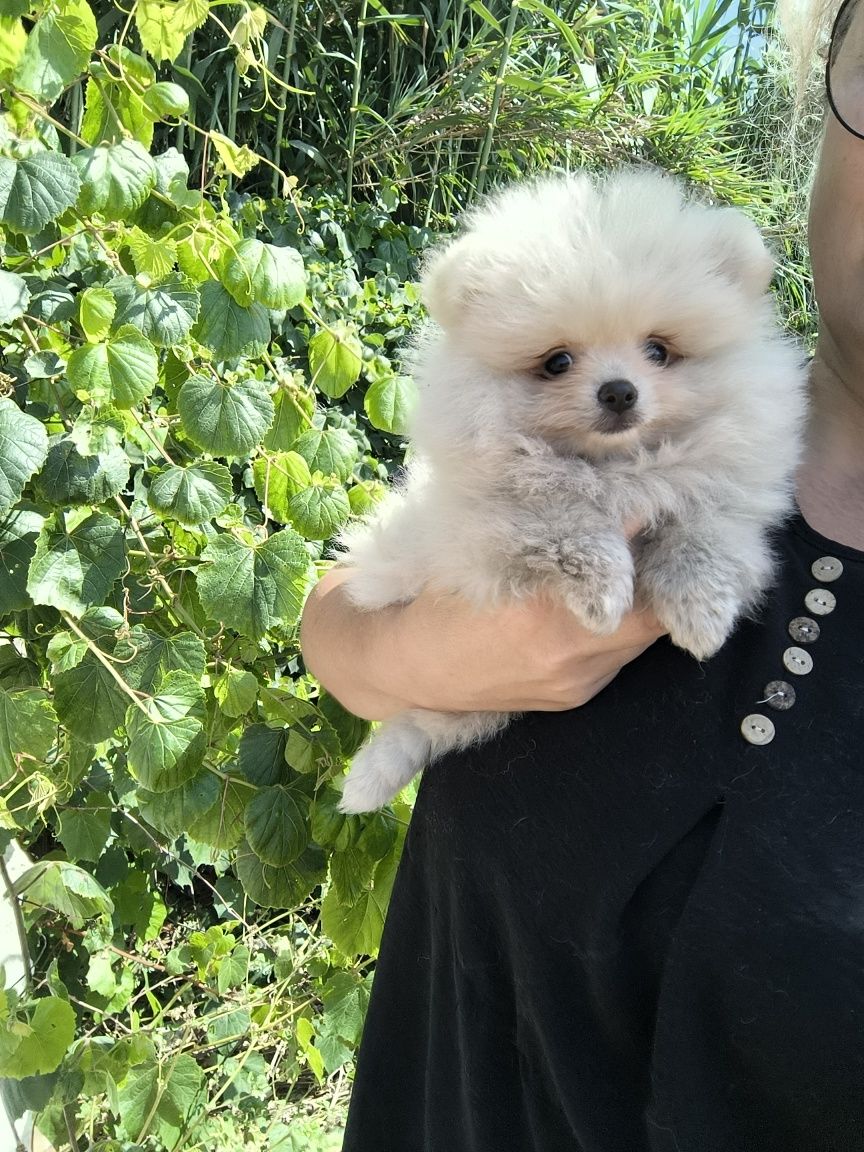 Spitz anão. Lulu da Pomerânia . Menino. Mini .Ursinho