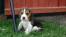 Beagle ślicznw suczki