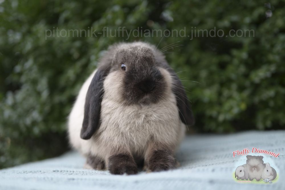 Коричневий мардер. Висловухий кролик рідкісного забарвлення