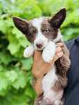 Excelente menino border collie chocolate