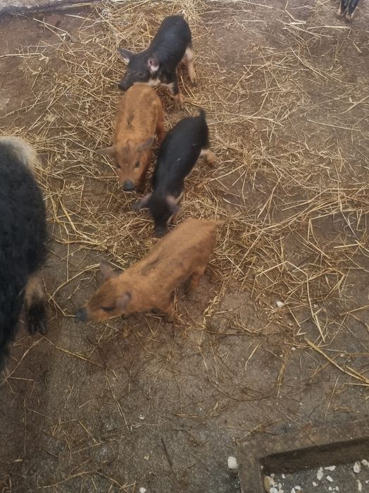Porco mangalitsa puros ou porco ovelha