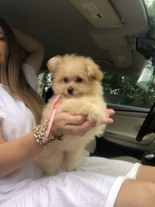 Помапу — Маленькі щастячка готові до переїзду