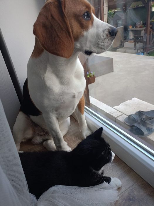 Szczeniak rasy beagle śliczna suczka
