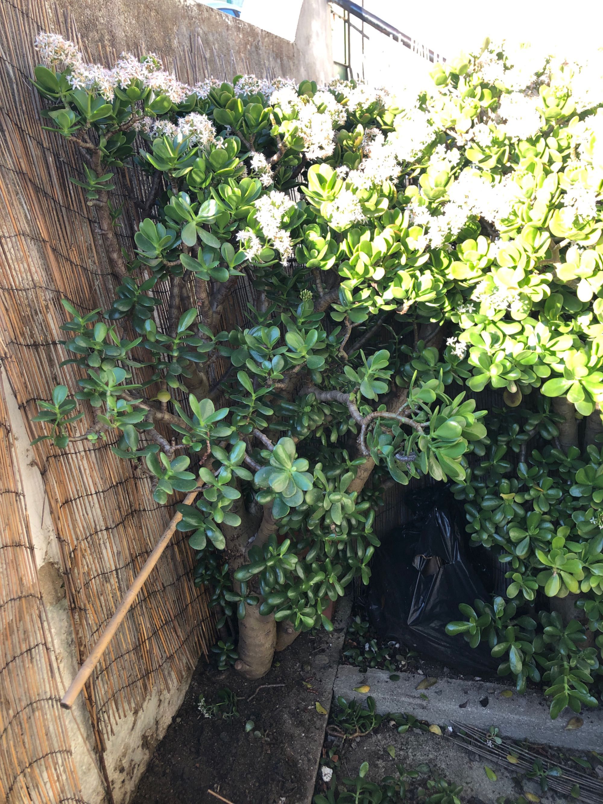 Planta de moeda com 1,5m de altura