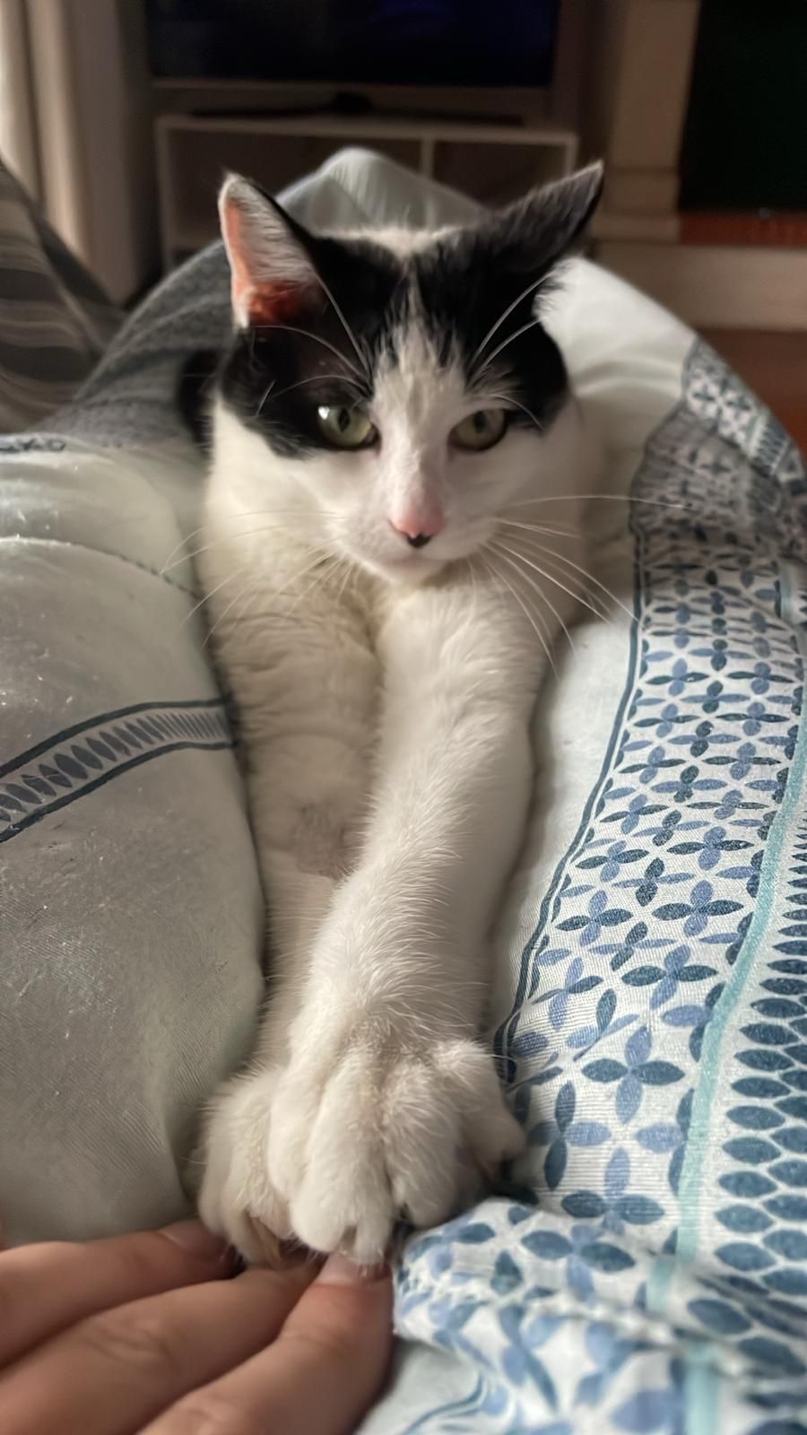 Gatinho jovem super meigo para adoção