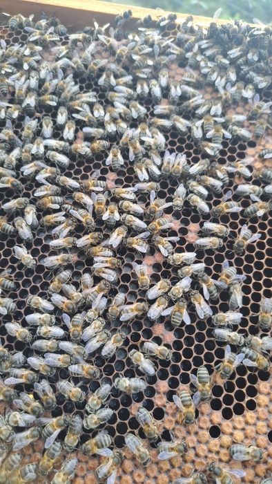 Enxames de abelhas Lusitana 10 quadros